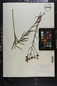 Vernonia angustifolia var. scaberrima image