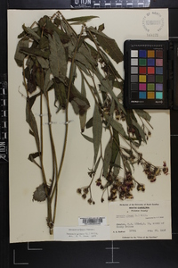 Vernonia glauca image