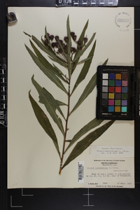 Vernonia noveboracensis image