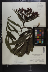 Vernonia noveboracensis image