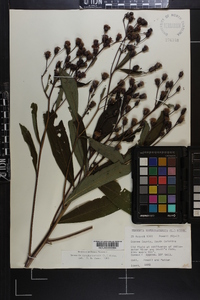 Vernonia noveboracensis image