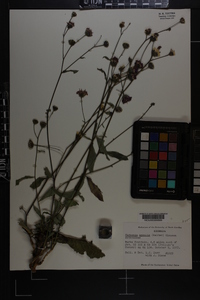 Vernonia acaulis image