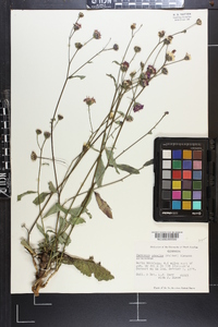 Vernonia acaulis image