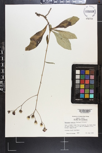 Vernonia acaulis image