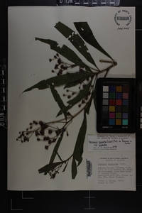 Vernonia gigantea subsp. gigantea image