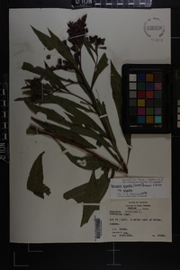 Vernonia gigantea subsp. gigantea image