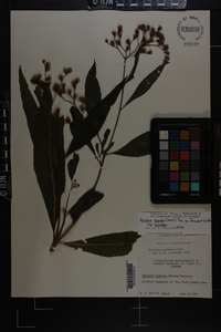 Vernonia gigantea subsp. gigantea image