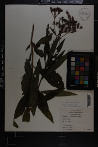 Vernonia gigantea subsp. gigantea image