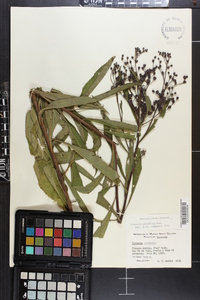 Vernonia gigantea subsp. gigantea image