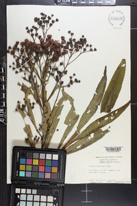 Vernonia gigantea subsp. gigantea image