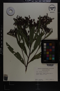 Vernonia gigantea subsp. gigantea image