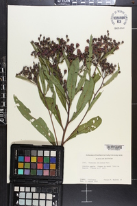 Vernonia gigantea subsp. gigantea image