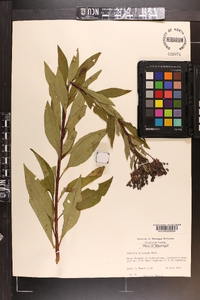 Vernonia gigantea subsp. gigantea image