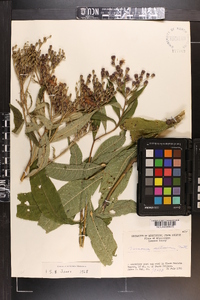 Vernonia gigantea subsp. gigantea image