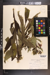 Vernonia gigantea subsp. gigantea image