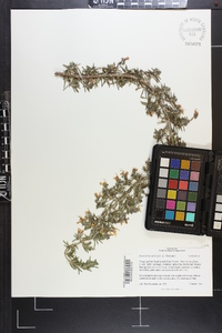 Rosmarinus officinalis image