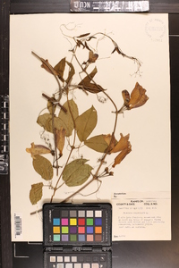 Bignonia capreolata image