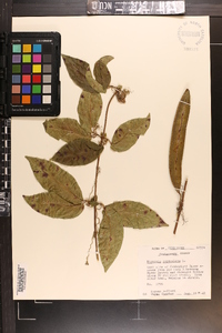 Bignonia capreolata image