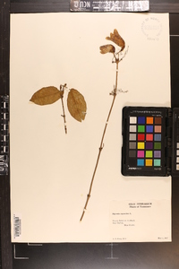 Bignonia capreolata image