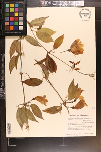 Bignonia capreolata image