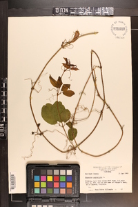 Bignonia capreolata image