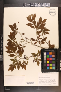 Vaccinium elliottii image