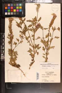 Glandularia canadensis image