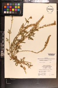 Glandularia canadensis image