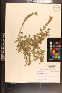 Verbena canadensis image