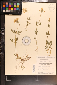 Glandularia canadensis image