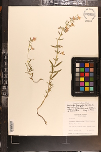 Dicerandra linearifolia var. robustior image