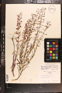 Dicerandra linearifolia var. robustior image