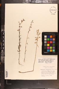 Dicerandra linearifolia var. robustior image