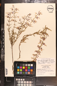 Dicerandra linearifolia var. robustior image