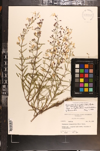 Dicerandra linearifolia image