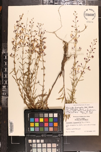 Dicerandra linearifolia image