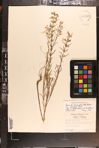 Dicerandra linearifolia image