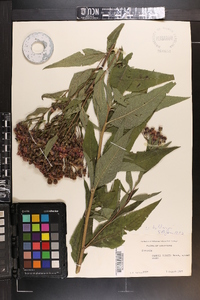 Vernonia baldwinii image