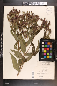 Vernonia baldwinii image