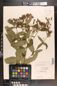 Vernonia baldwinii image