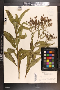 Vernonia baldwinii image