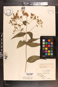 Vernonia baldwinii image