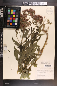 Vernonia baldwinii image