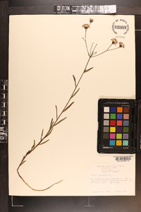 Vernonia blodgettii image
