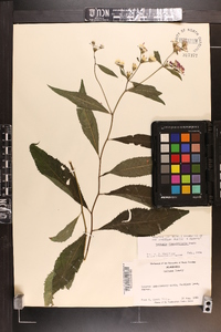 Vernonia flaccidifolia image