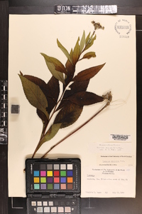 Vernonia flaccidifolia image