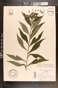 Vernonia glauca image