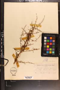 Cuscuta compacta image