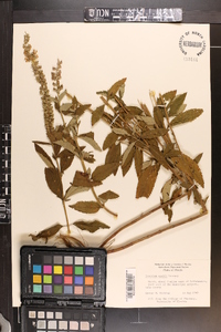 Teucrium nashii image