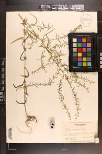 Symphyotrichum racemosum image